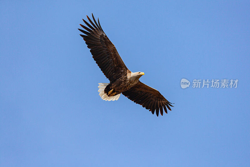 白尾鹰(haliaeetus albicilla)在蓝天飞翔